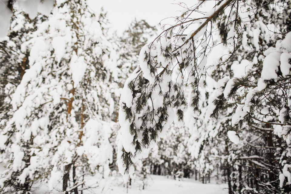 Russian winter