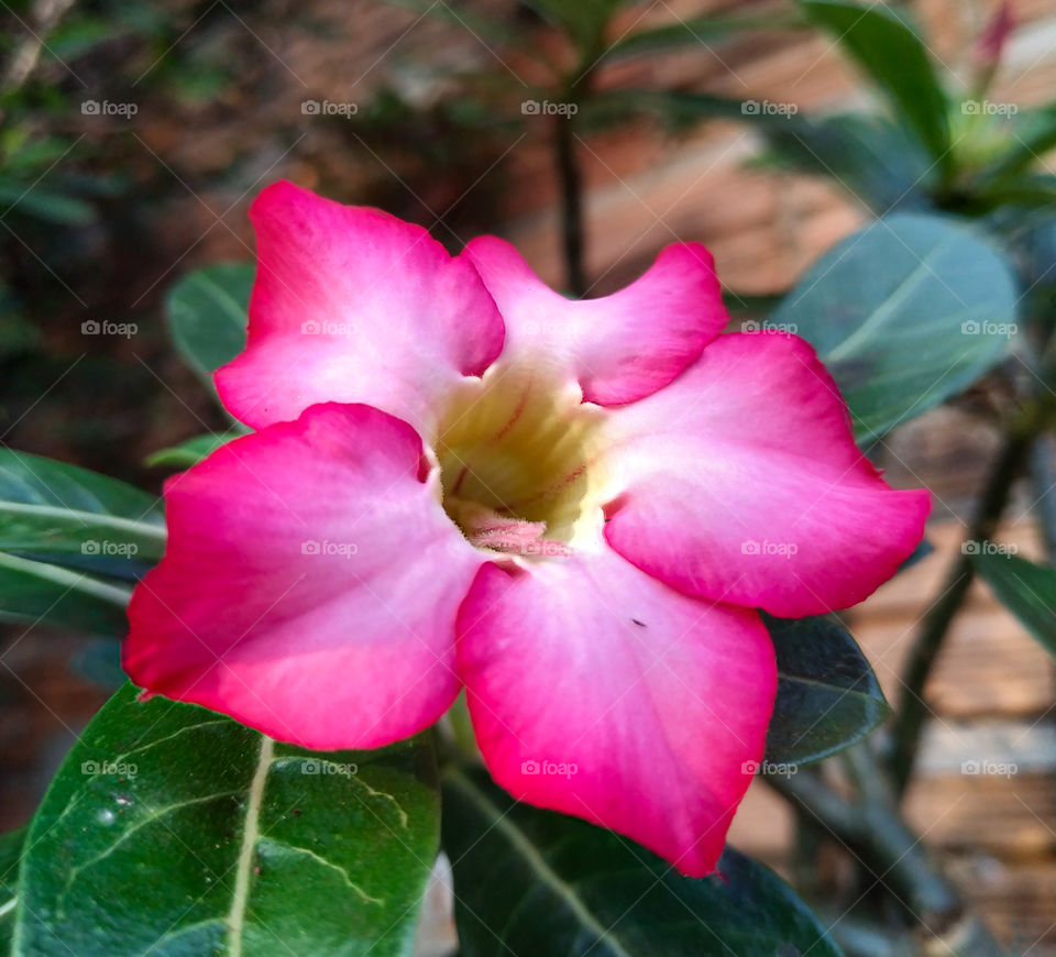 Rosa do Deserto (Adenium obesum)