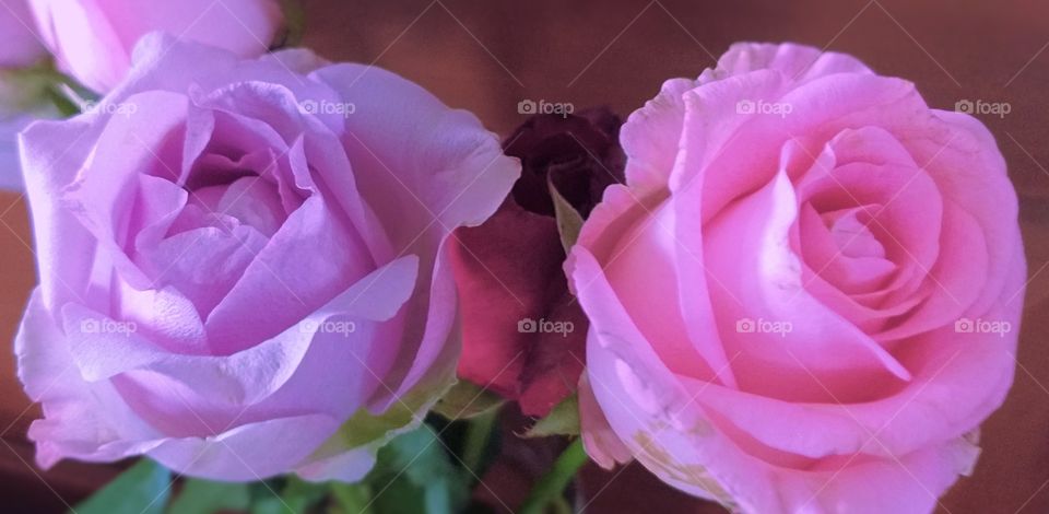roses. pink rose and purple rose. beautiful flowers.