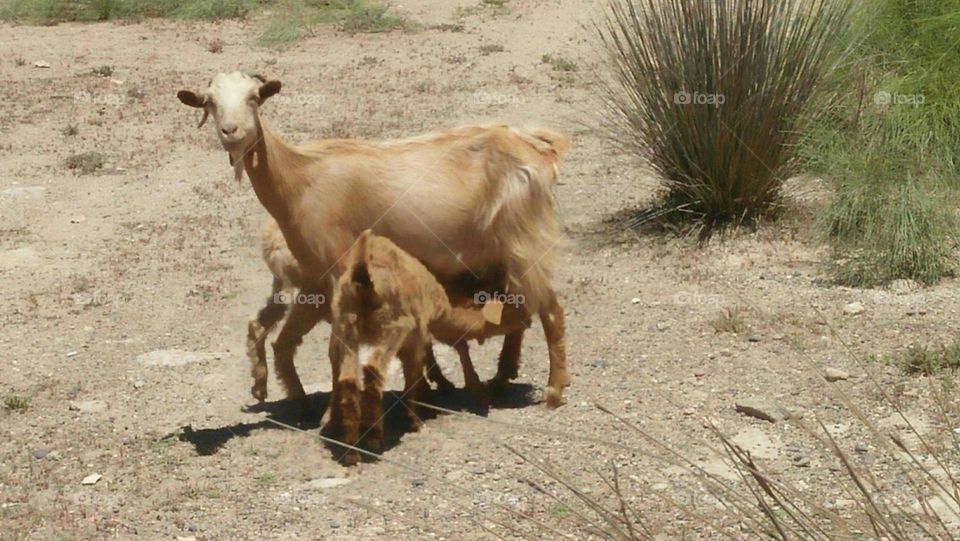 Baby goats breastfeeding mom goat.