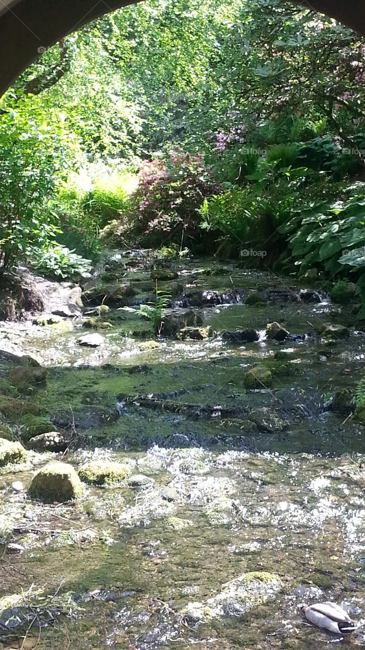 the babbling brook. just another reason to visit Oregon 