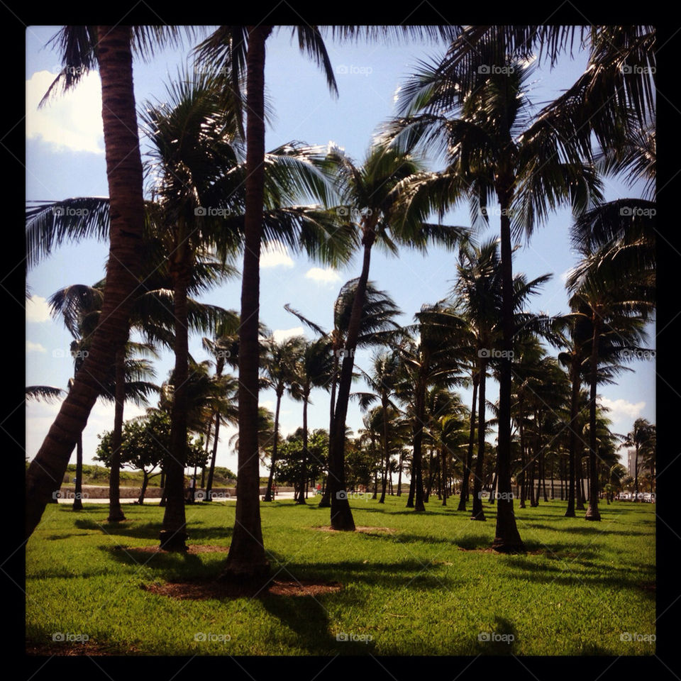 vacation beautiful palms seaside by katarina.bajric