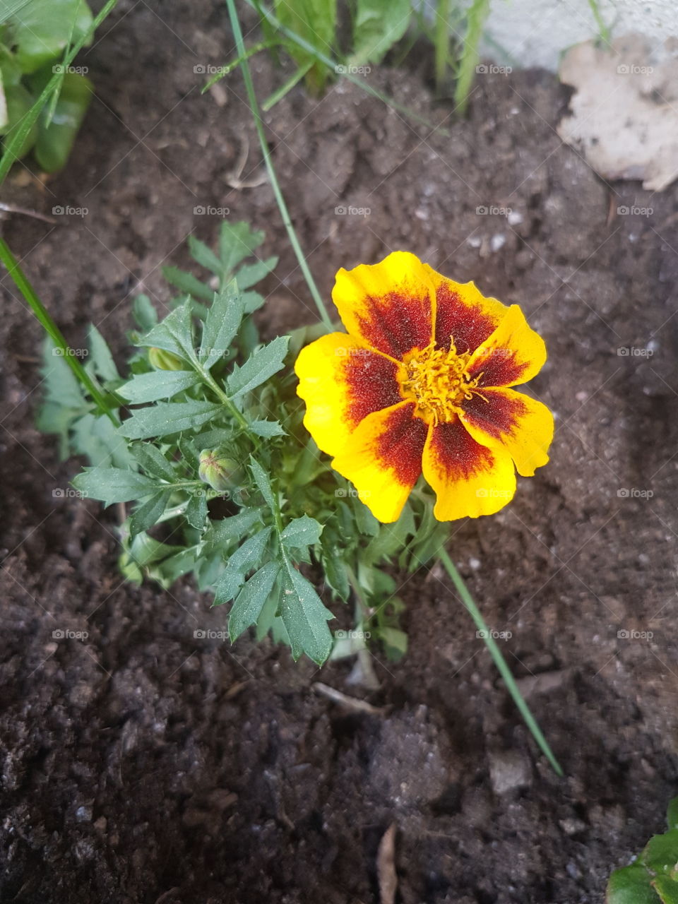 vacker blomma planterad