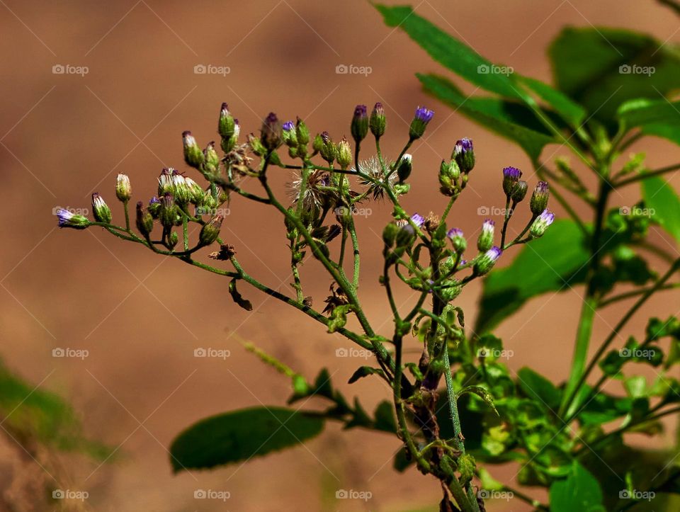 iron weed - cynthalium