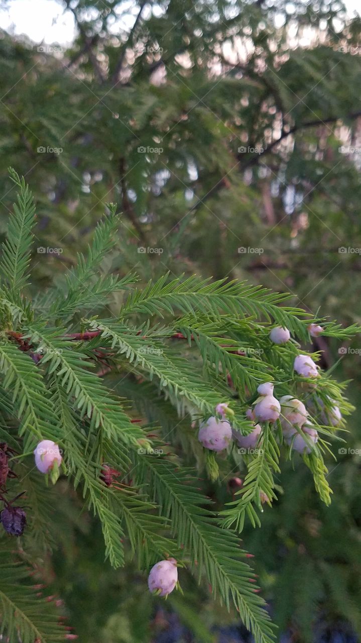 Berries on a pine tree