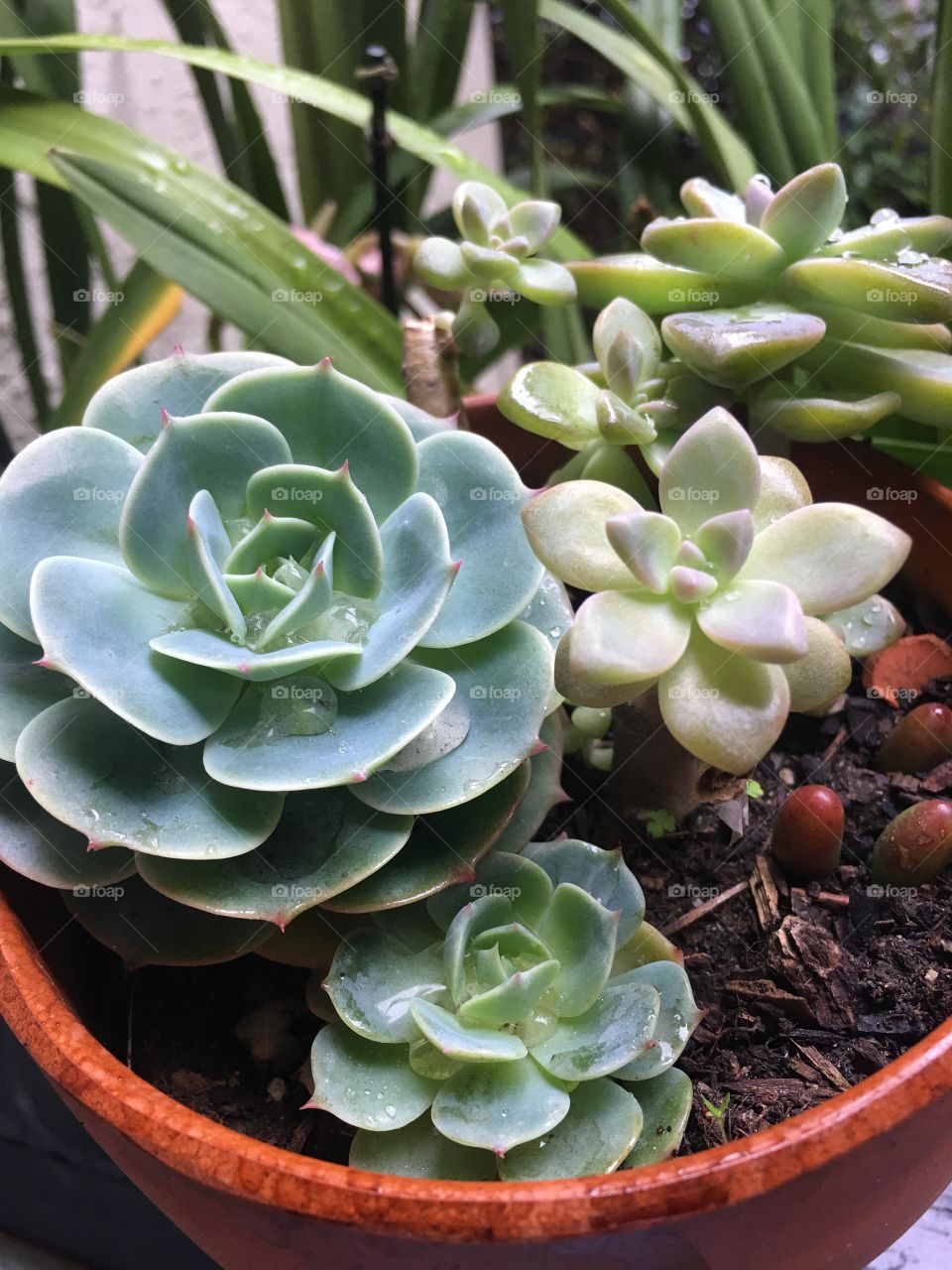 My succulents in the patio