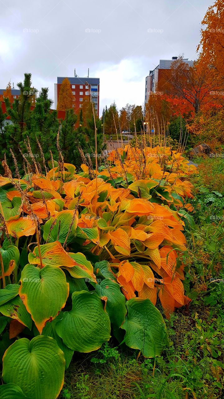 beautiful color in autumn leaves