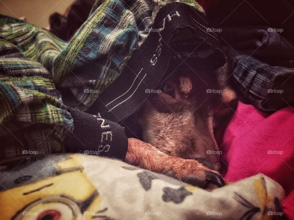 Found our dog hiding in my husbands underwear.. what a place to lay! 