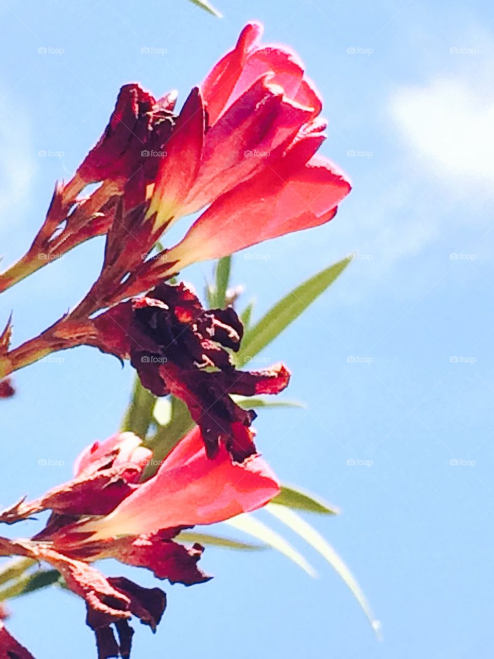 Flowers and blue sky