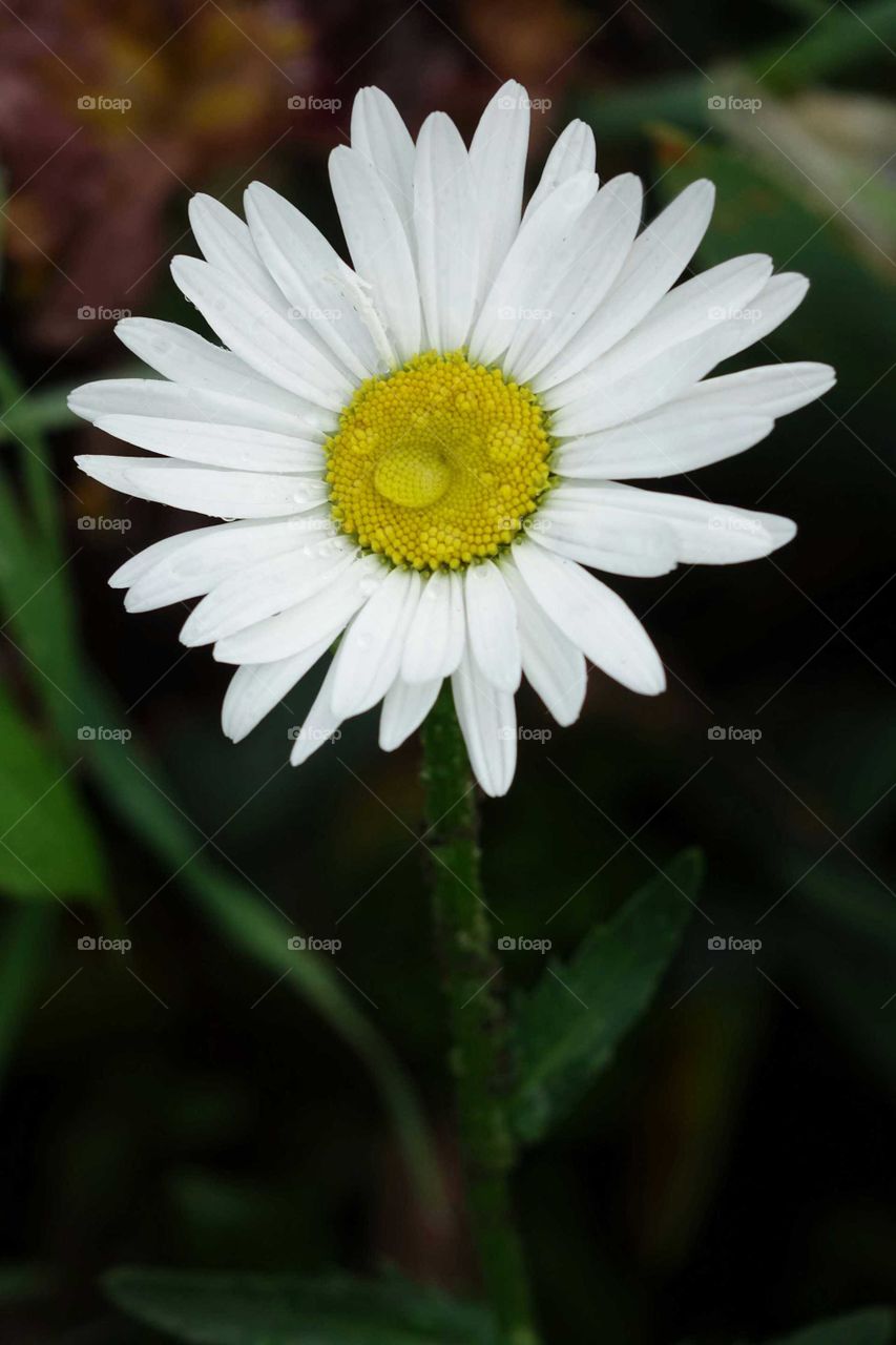 Waterdrop on white daisy