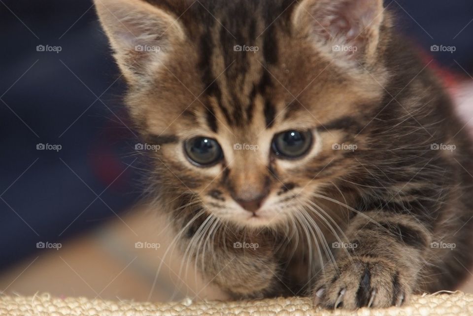 Cute cat kitten