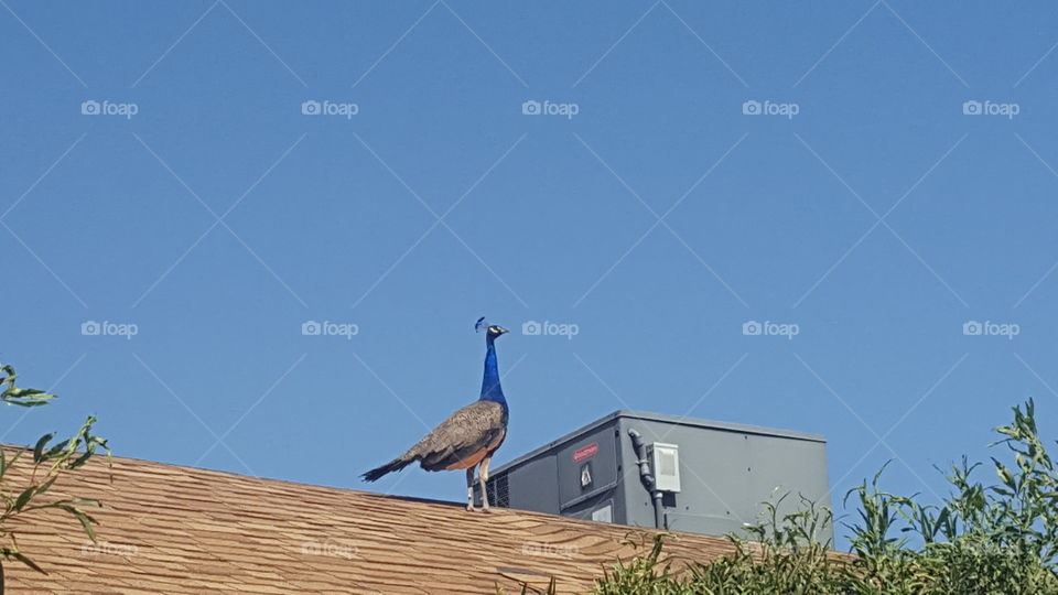 Peacocks in the house!!  (or on top of it 😂 )