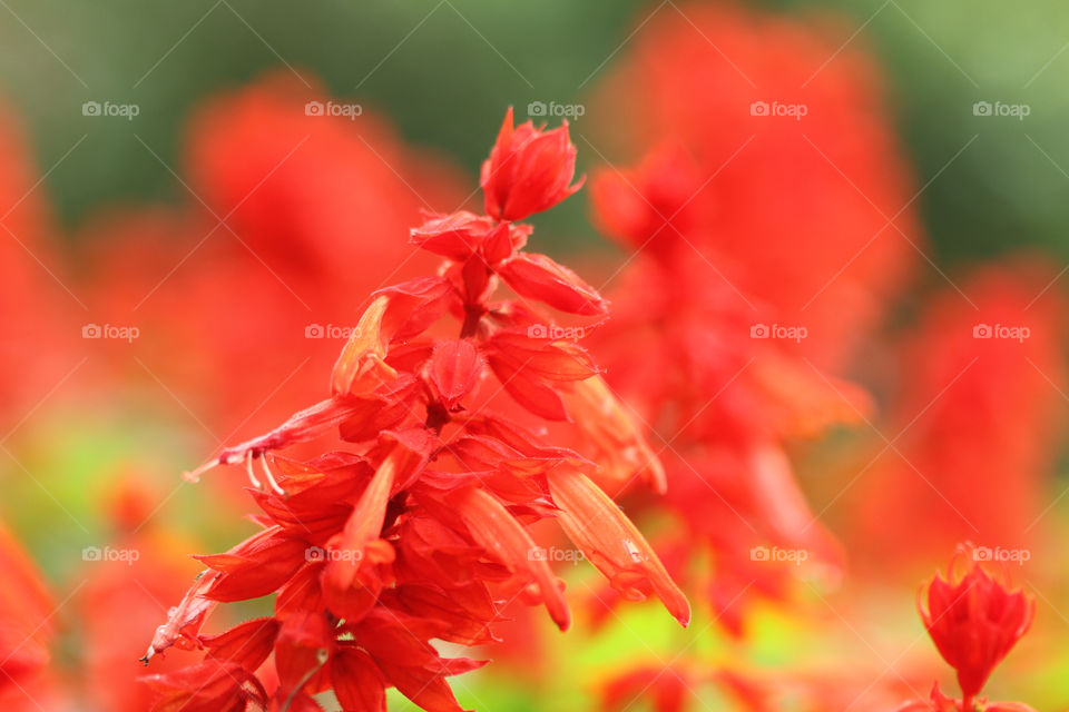 Red Flowers