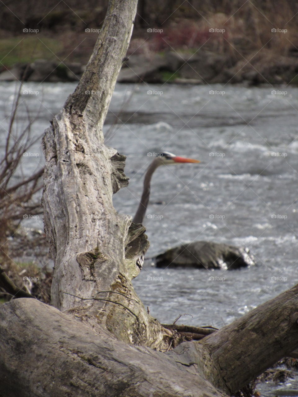 Crane in Glen Falls