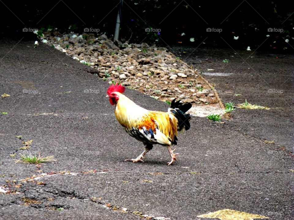 chicken walking