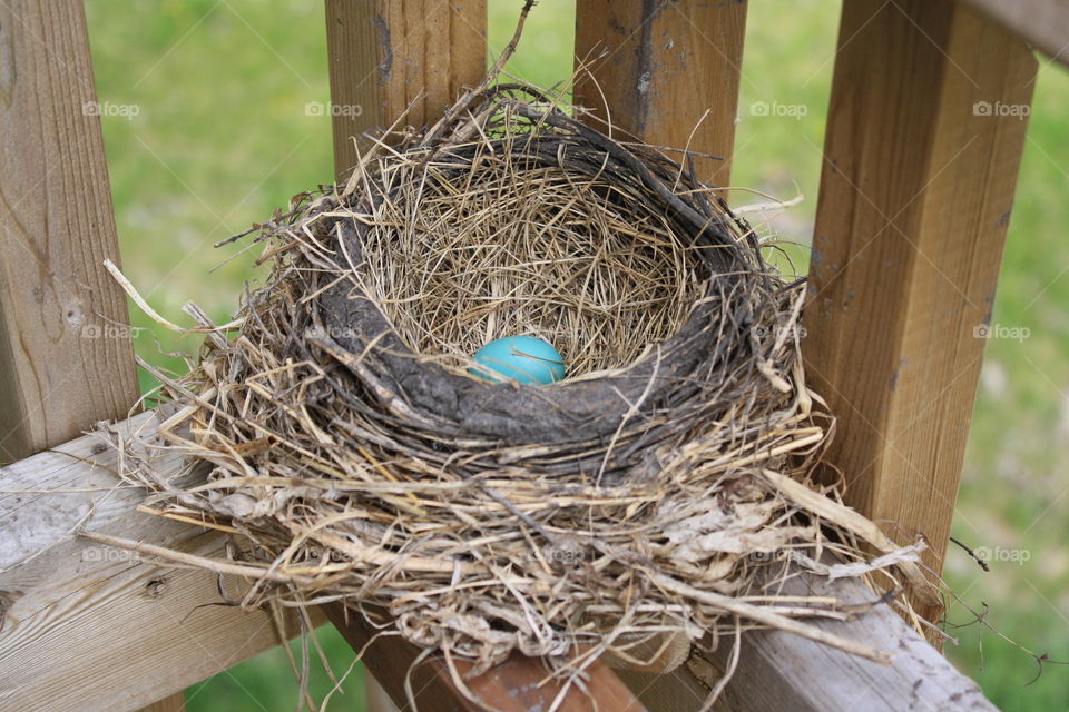 blue robins egg in nest