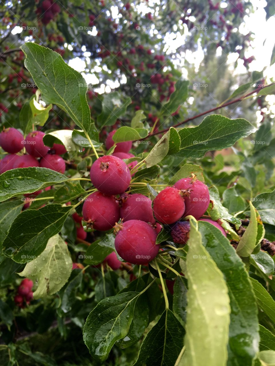 Fruit tree