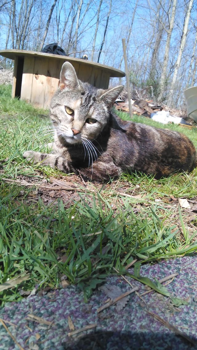 my cat molly