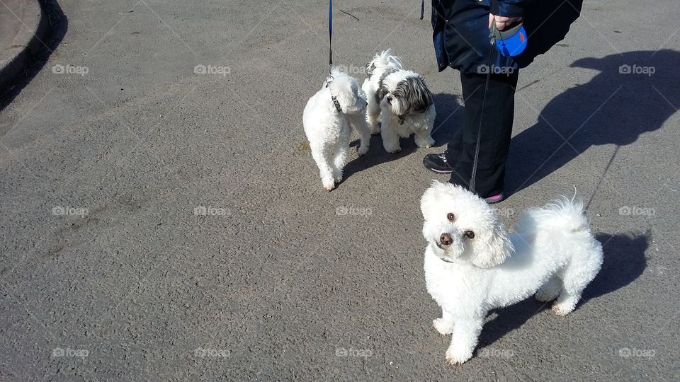 beautiful little dog posing for the camera out walkies with his friends