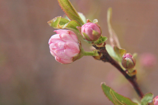 Fresh pink blooming flower