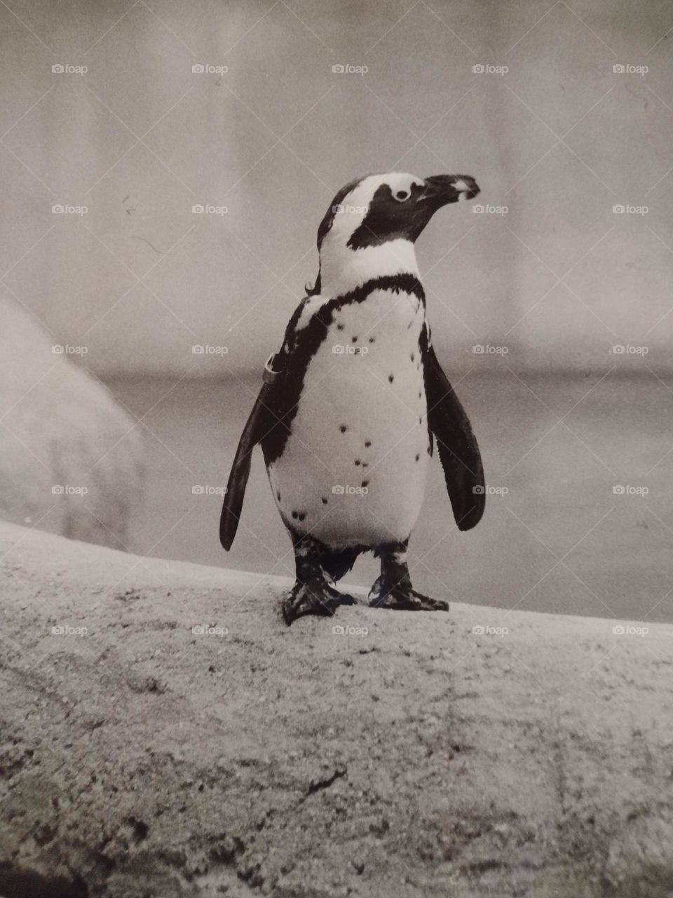 Penguin at Racine, Wisconsin Zoo