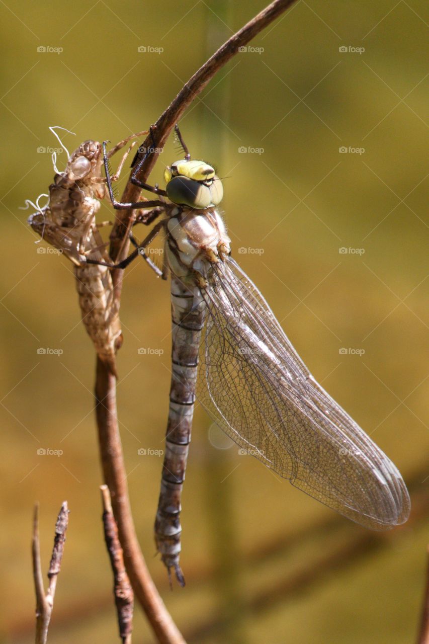 Dragonfly Metamorphosis