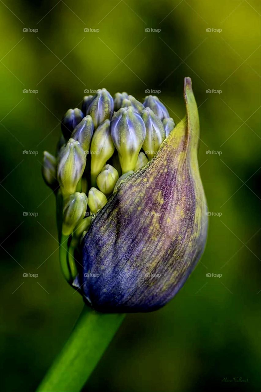 Close up on a purple agapanthus about to bloom