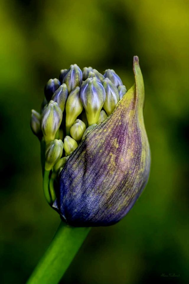 Close up on a purple agapanthus about to bloom