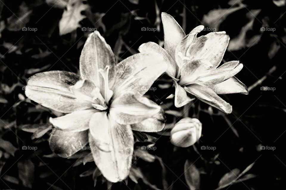 flowers b&w