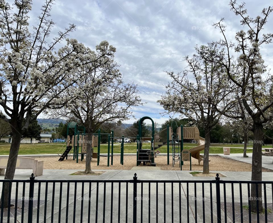 A city park on a winter’s day surrounded by beautiful white cherry blossom trees with white fluffy clouds in the sky waiting for children to come have fun and play on the playground.