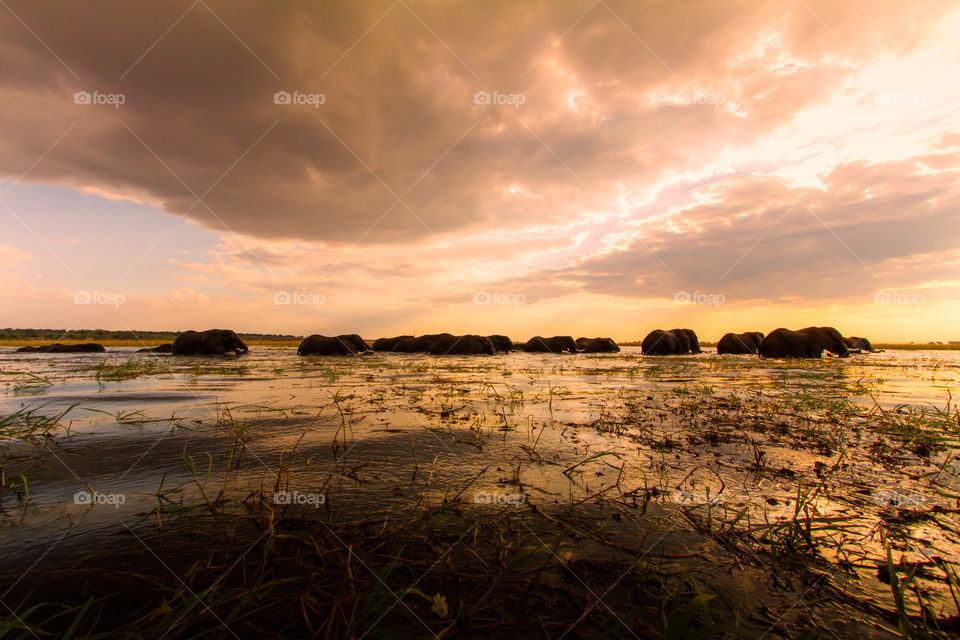 Elephants swimming through Chobe river at sunset. Botswana big 5 wildlife and nature photo. Elephants holding tails with trunks through river