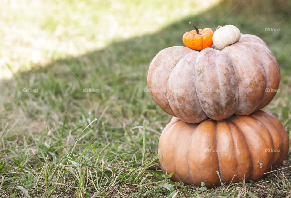 Heirloom pumpkins