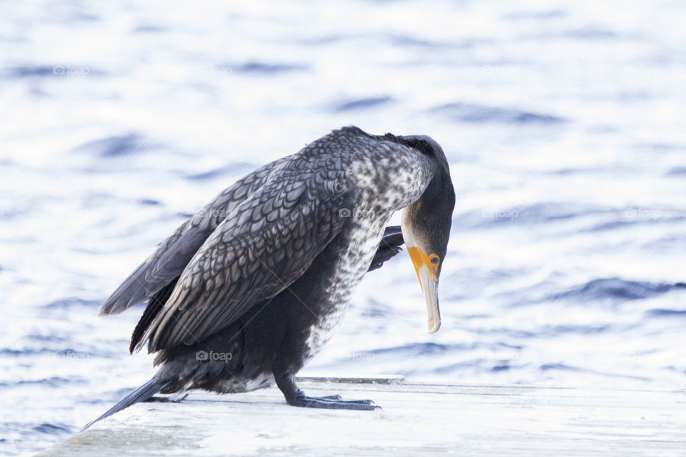 Bird scratching his cheek-  cormorant  - storskarv