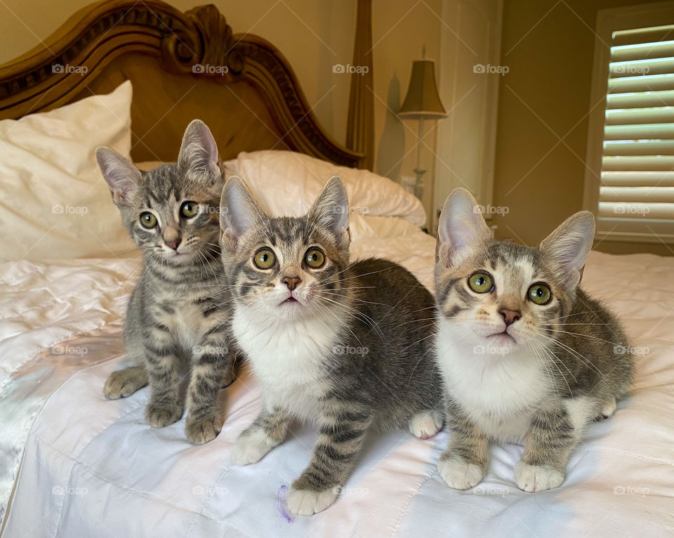 Three cute kitties sitting on a bed 