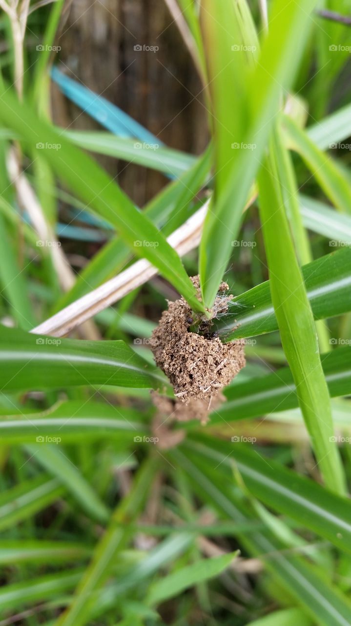 Nest of ants