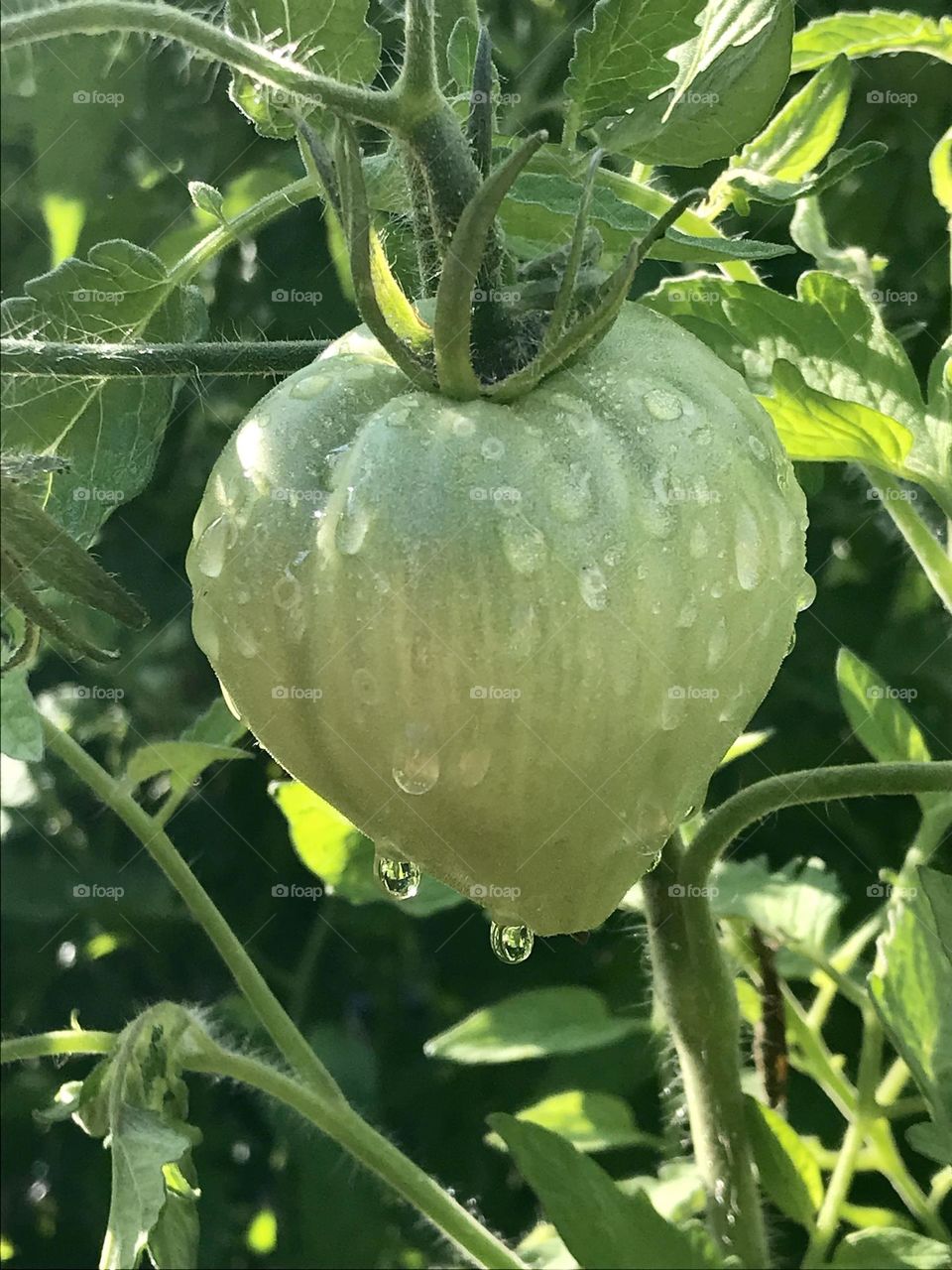 Green tomato with dew drops