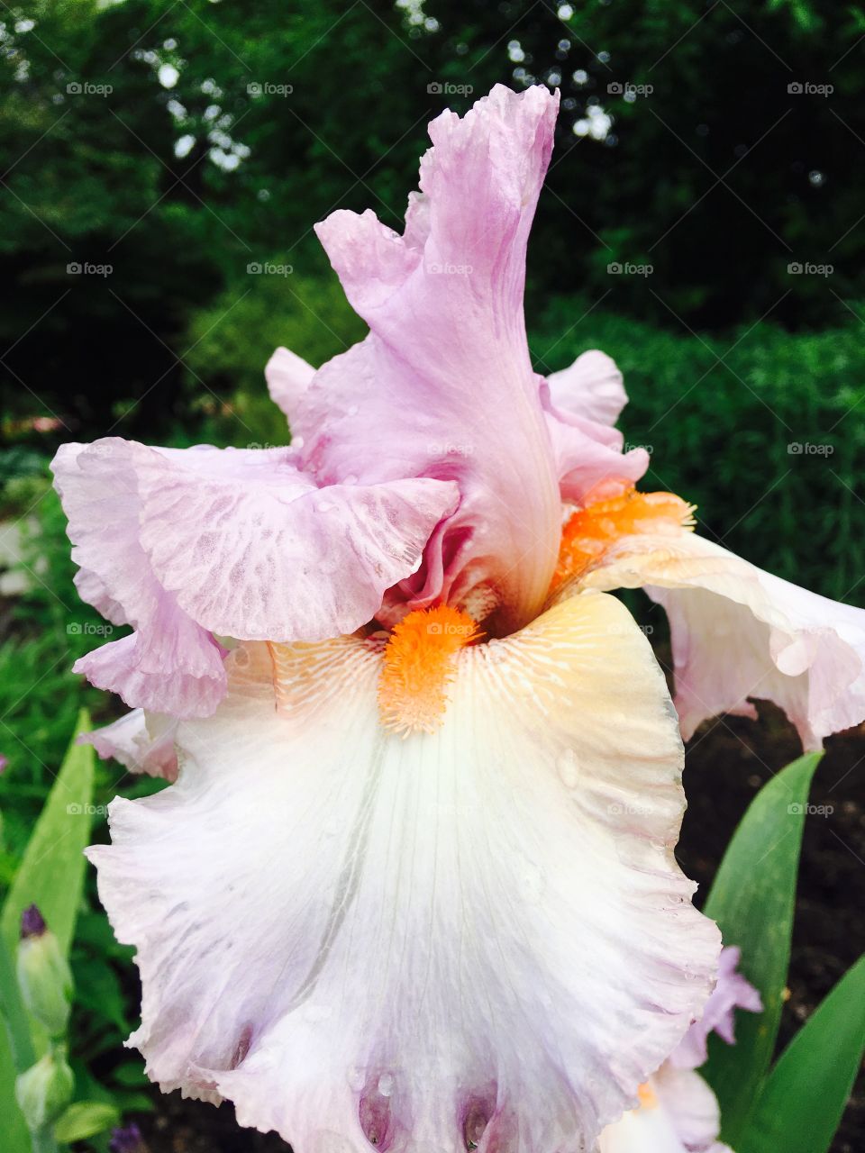 Pink Iris
