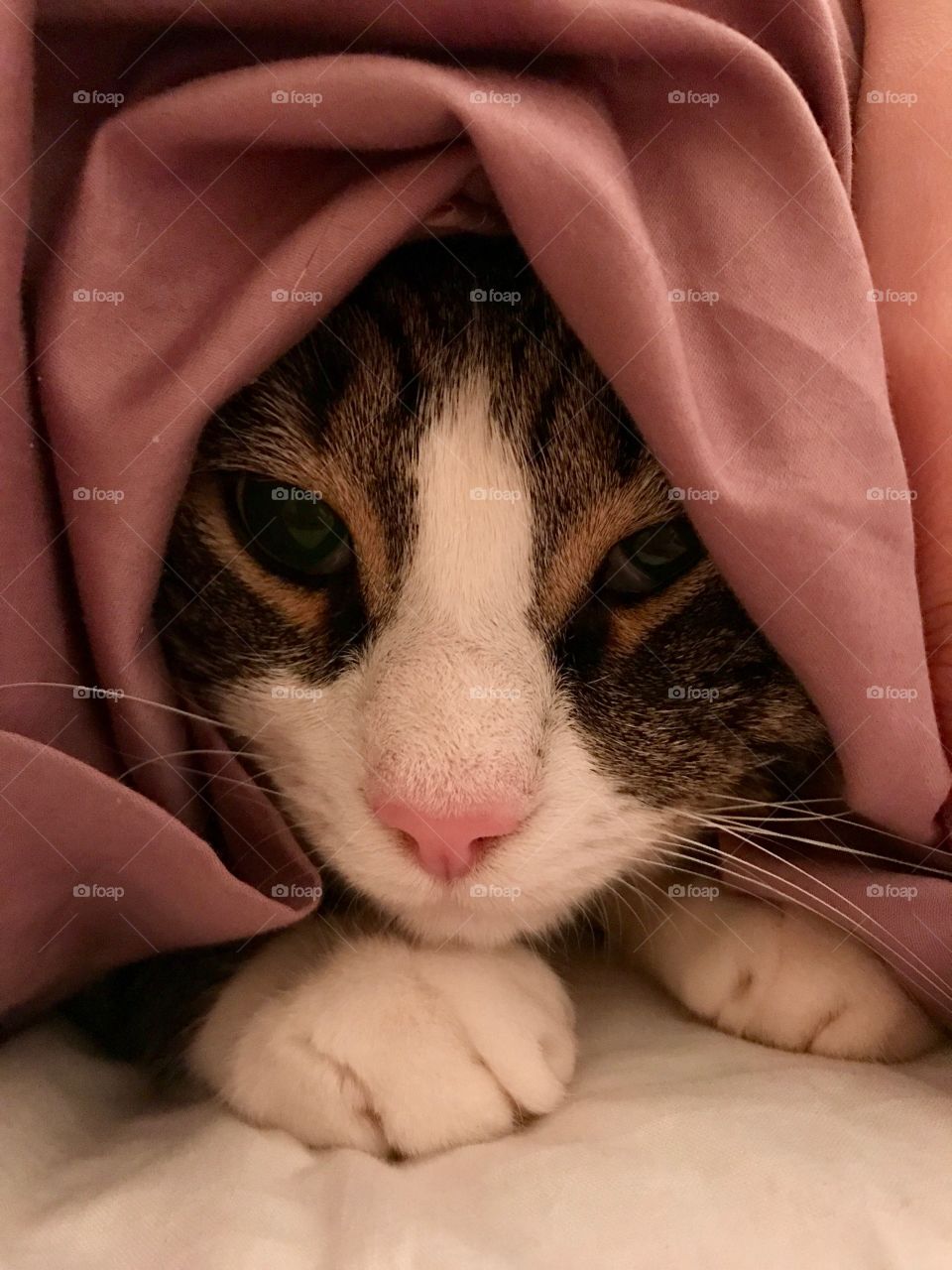 Cozy cat in bed