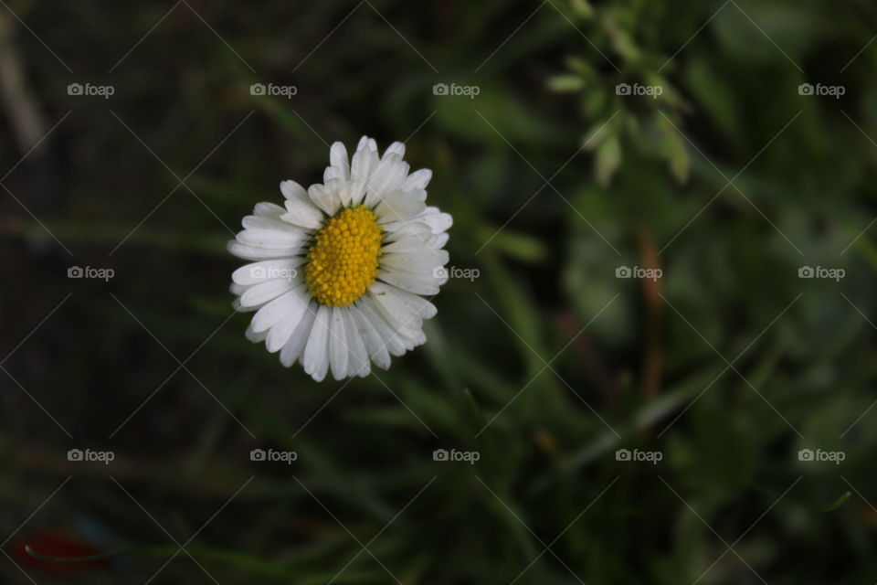 Little flower in the grass.