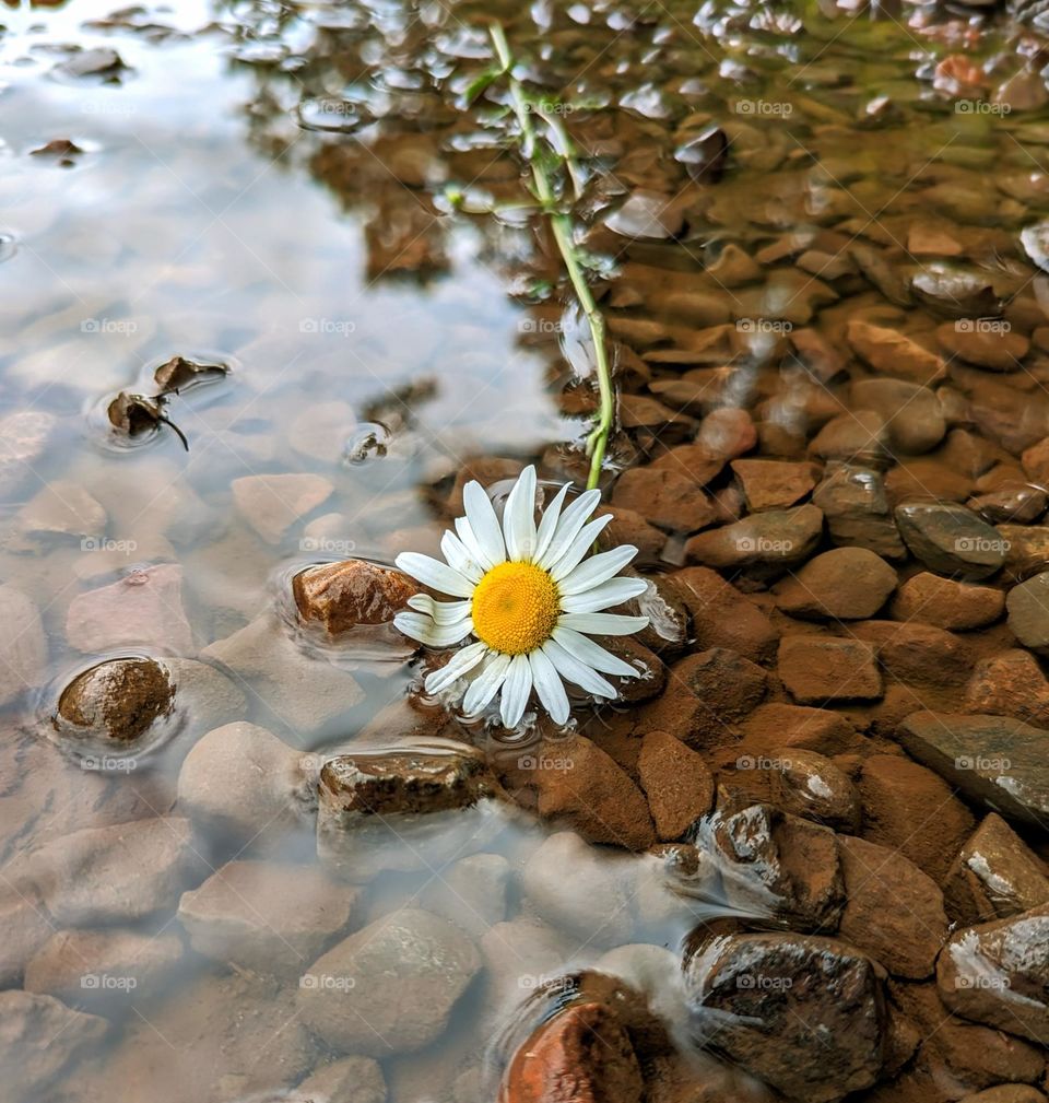 Daisy in water