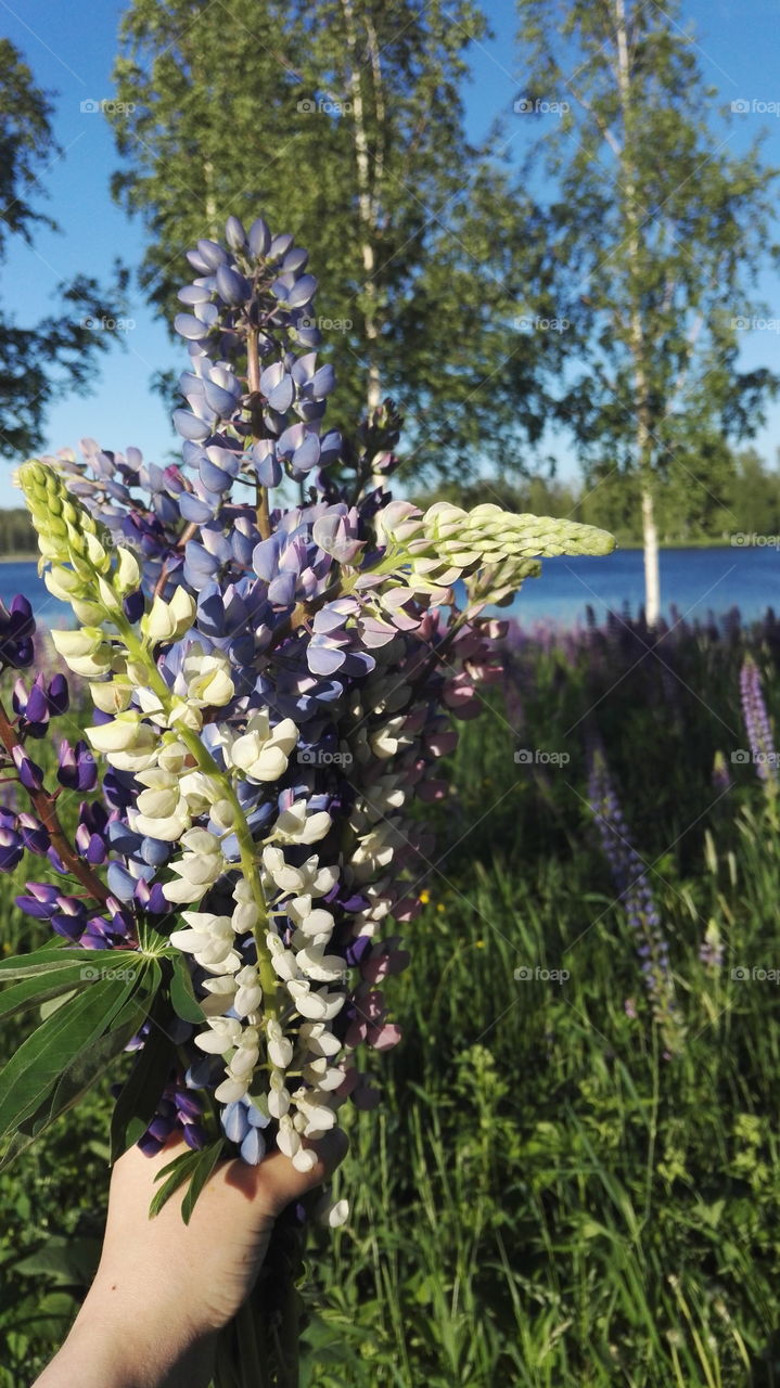 Flowers in The Finnish summer landscape trees and Lake summer vibes nature beautiful midsummer feeling.