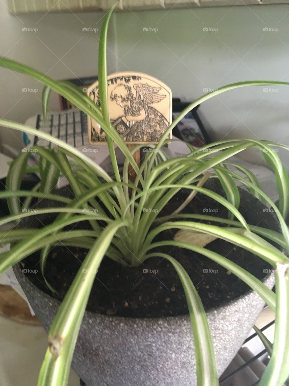 Spider plant