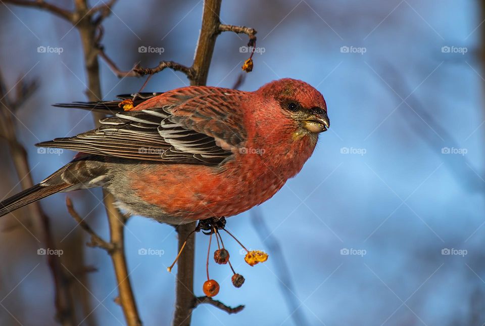Colorful red bird eating berries 