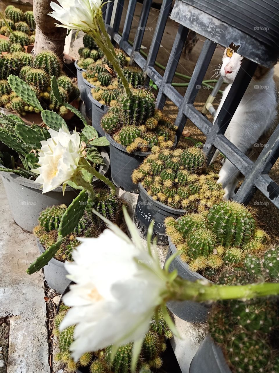 Beautiful Cactus Flower