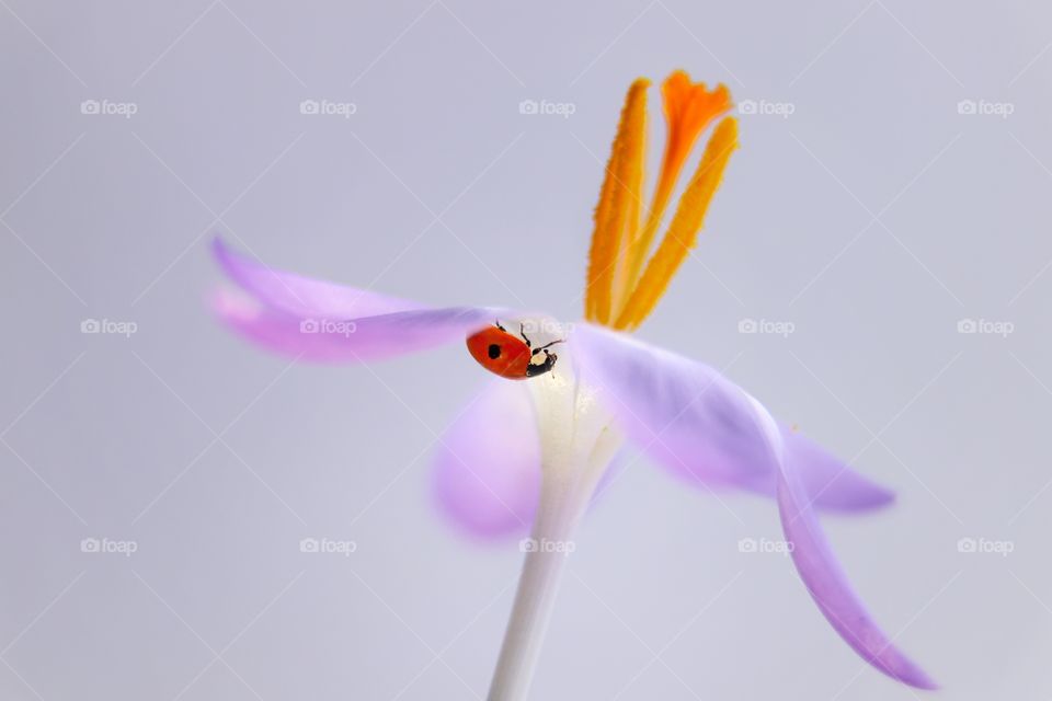 Ladybug on the purple flower 