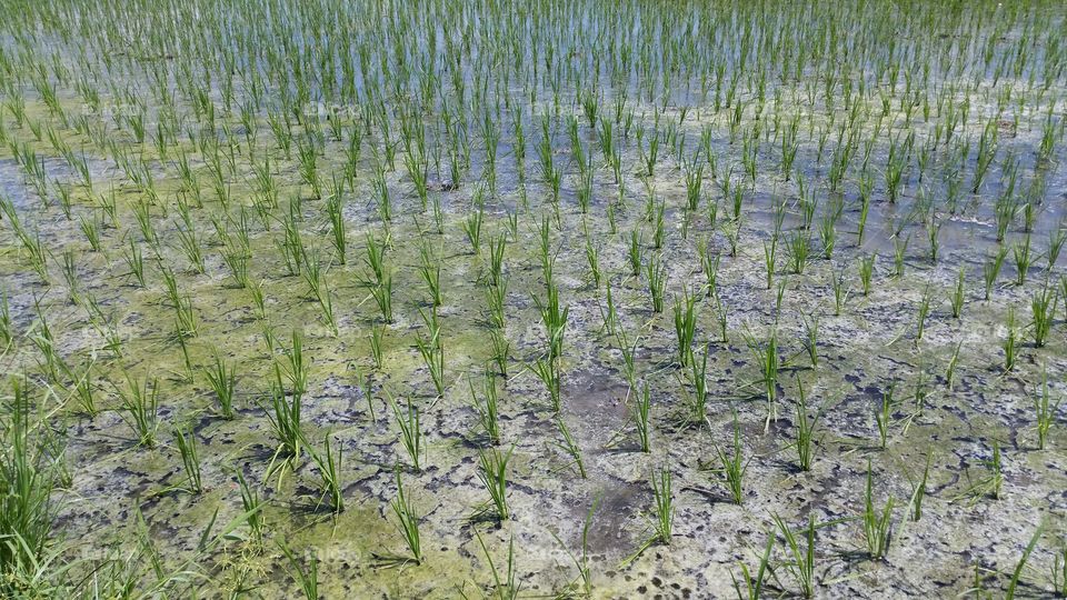 rice plant