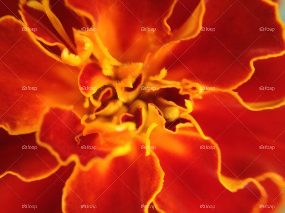 Fire flower