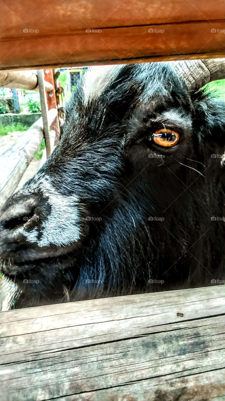 goat eye