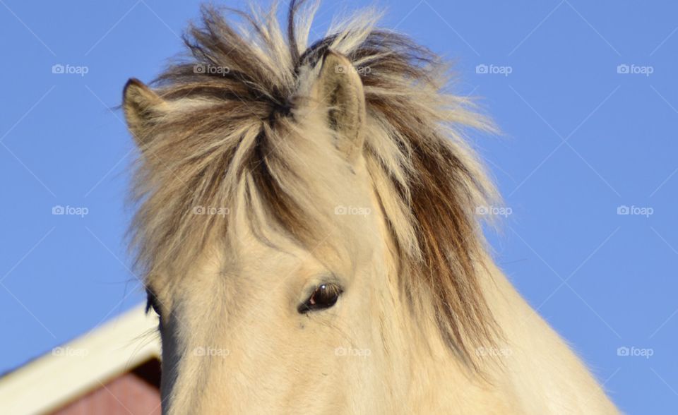 Close-up of a horse