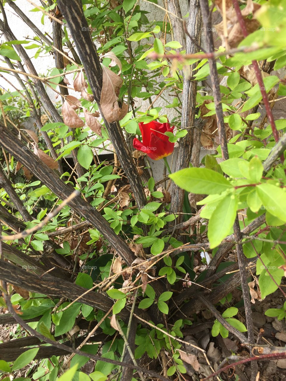 Resilient, Red Tulip